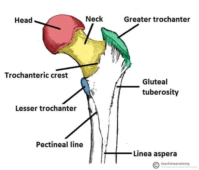 femur