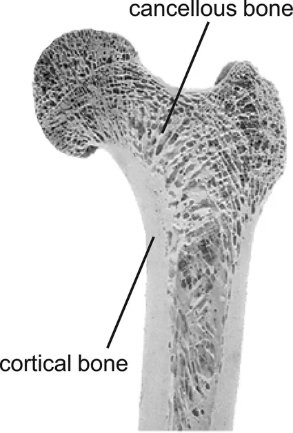 femur